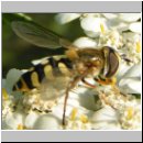 Eupeodes corollae - Gemeine Feldschwebfliege w04.jpg